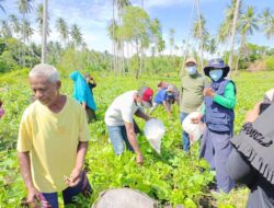Panen Kacang Hijau, Kelompok Tani Tanjung Hijau Dukung Visi Misi Bupati