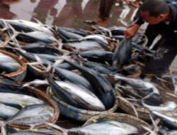 Ambon New Port (ANP) dan Lumbung Ikan Nasional Tetap Jalan di Maluku