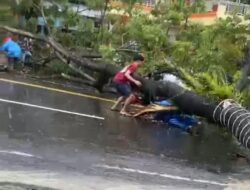 Di Timpa Pohon Tumbang, Dua Pengendara Luka-Luka