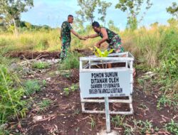 Anggota Koramil 02/Pulau Masela, Olah Lahan Tidur Menjadi Budidaya Tanaman Pangan Lokal