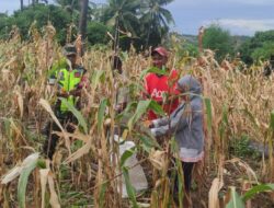 Babinsa Serka Wm Manuata, Bantu Pentani Panen Jagung