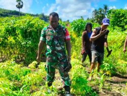 BABINSA KORAMIL 1511-03/TEPA, BANTU PETANI BERSIHKAN KEBUN SINGKONG