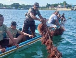 Mutiara Pattimura Kembangkan Budidaya Rumput Laut di Saumlaki