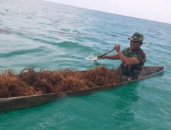Kembali Koramil 1507-03/ Selaru, Panen Rumput Laut