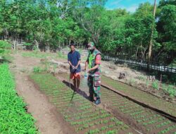Babinsa Dampingi Petani, Tanam Kangkong Cabut