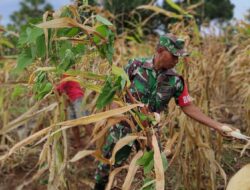 Jaga Ketahanan Pangan, Babinsa Oirata Timur Bantu Warga Panen Jagung