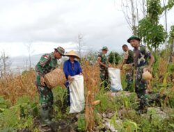 Wujudkan ketahanan pangan, Koramil 1511-02/P.Masela Giat Panen Raya