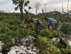 Giat Karbak, Babinsa Bantu Pembersihan Lahan Kebun Milik Warga Jemaat
