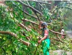 6 Pohon Tumbang Sepekan, Imbas Hujan dan Angin Kencang