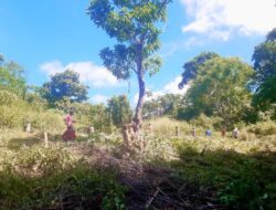 Babinsa Koramil 1511-03/Tepa, Bantu Warga Binaan Buka Lahan Baru Seluar 1 Hektar