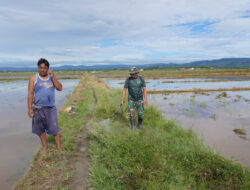Berjiwa Sosial, Satgas TMMD Ke-120 Bantu Warga Menyemprot Gulma Di Sawah