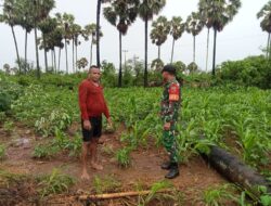 Babinsa Koramil-04/Serwaru, Bantu Warga Pembersihan Lahan Jagung