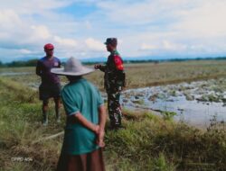 Dansatgas TMMD Ke 120 Kodim 1506/Namlea Tinjau Langsung Lahan Hanpangan