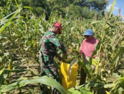 Satgas TMMD Ke-120 Kodim 1506/Namlea, Sempatkan Diri Bantu Warga Panen Jagung