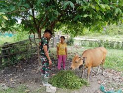 Wujud Kedekatan, Satgas TMMD Ke-120 Kodim 1506/Namlea Bantu Warga Berikan Makan Ternak Sapi