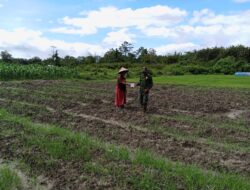 Anggota Satgas TMMD, Giat Komsos Dengan Petani Kacang Panjang