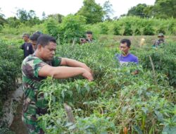 Satgas TMMD Kodim 1506/Namlea, Luangkan Waktu dengan Membantu Panen Cabai