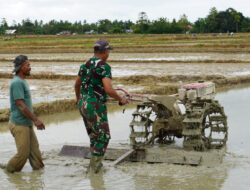 Tingkatkan Produktifitas, Satgas TMMD Kodim 1506/ Namlea Bantu Petani Bajak Sawah