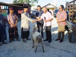 Pj Sekda Serahkan Bantuan Pemda MBD, 3 Ekor Hewan Kurban
