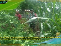 Babinsa Wines Kakiay Dampingi Petani Ilwaky Tingkatkan Produktivitas Jagung