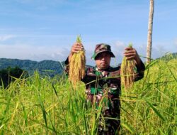 Babinsa Zet Romsery Bantu Panen Padi Ladang di Desa Persiapan Masbuar