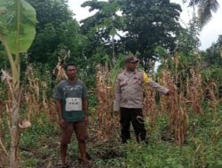 Kapolres MBD: Bhabinkamtibmas Jadi Motor Penggerak Edukator Ketahanan Pangan Masyarakat Tani