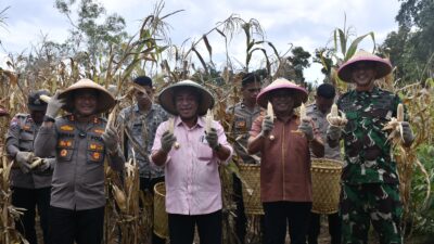 Panen raya jagung