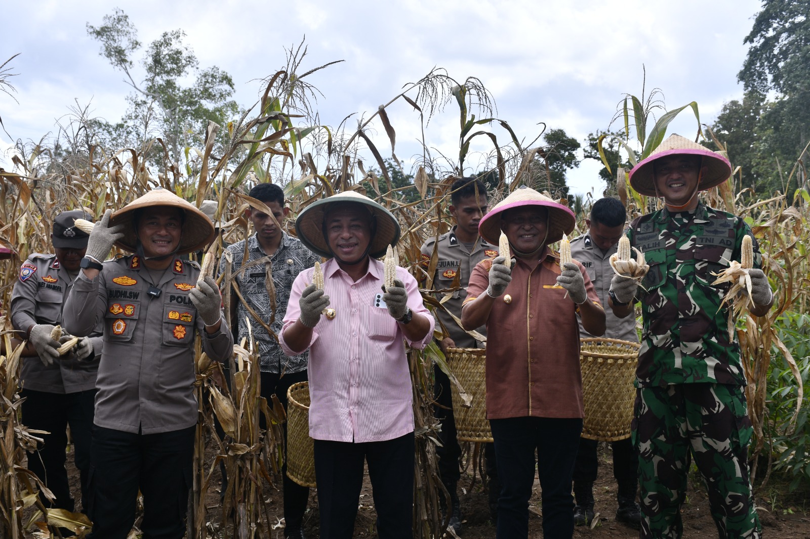 Panen raya jagung