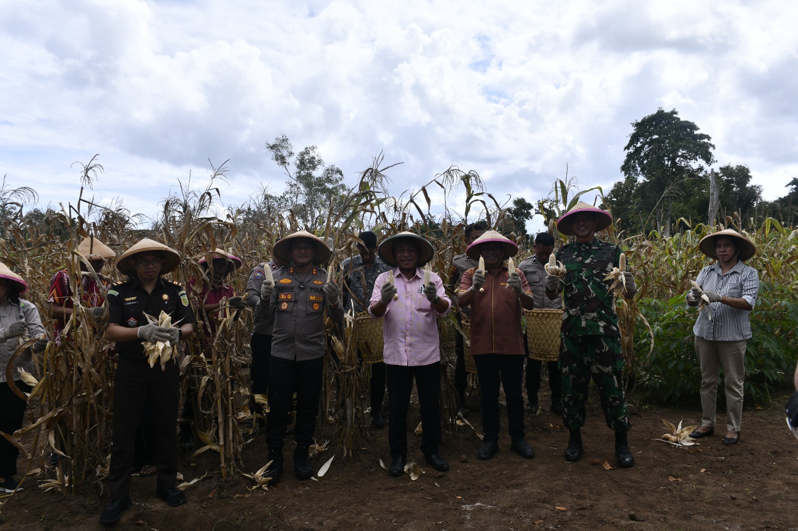 panen raya jagung