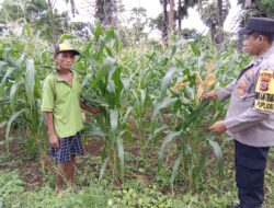 Bhabinkamtibmas Aipda Jennia Arahkan Petani Jaga Kualitas Tanaman Jagung