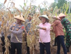 Polres MBD Gelar Panen Jagung Serentak Kuartal II Tahun 2025