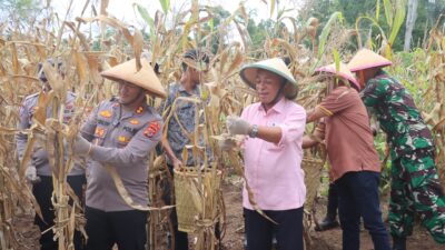 panen jagung