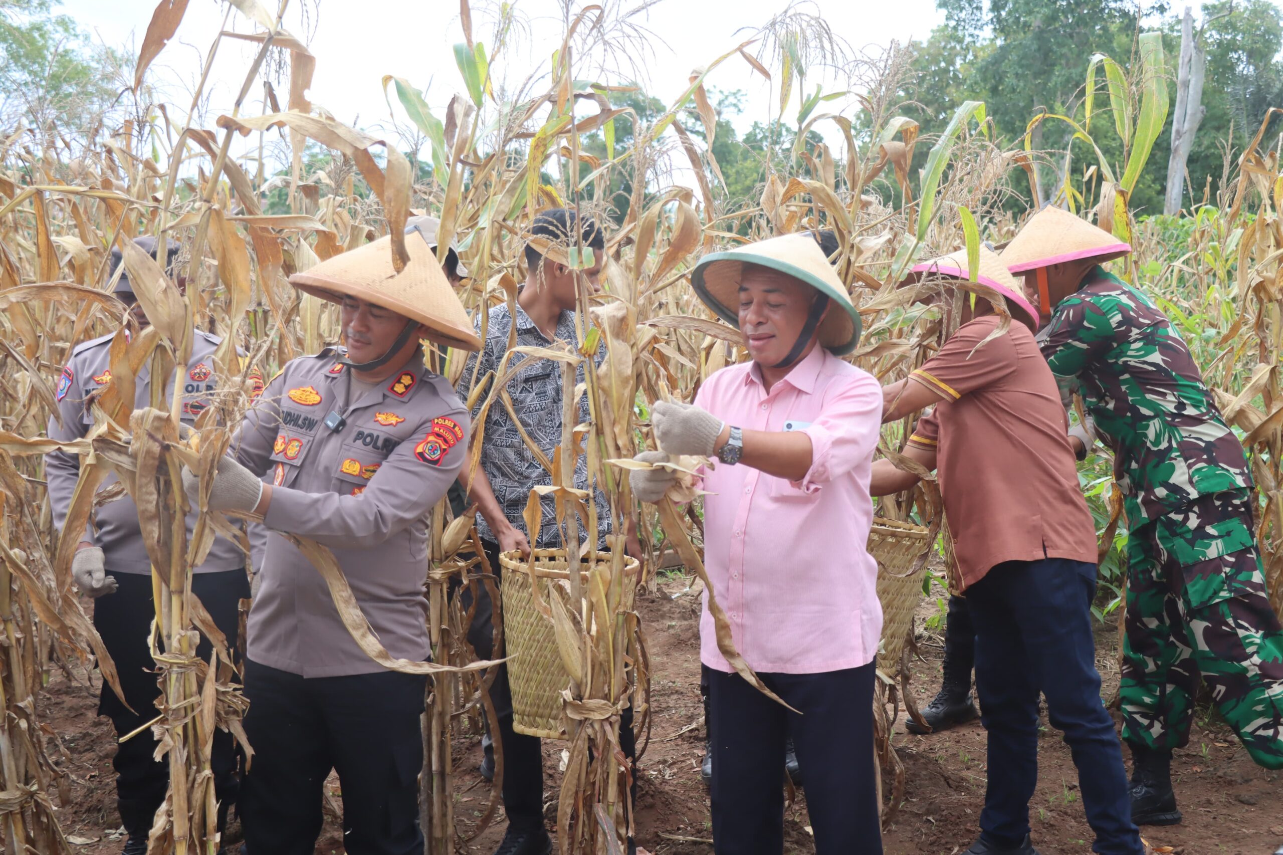 panen jagung