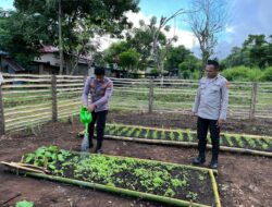 Polsek Wetar Rawat Tumbuh Kembang Tanaman, Dukung Program Ketahanan Pangan