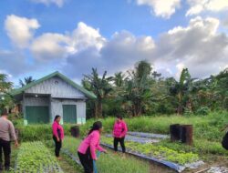 Polsek Babar Timur Berkolaborasi Dengan Warga Tani Dukung Ketahanan Pangan
