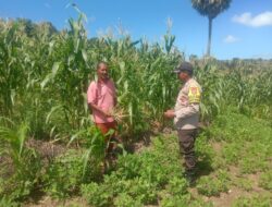 Bhabinkamtibmas Desa Abusur Memotivasi Warga Untuk Menjaga Mutu Tanaman
