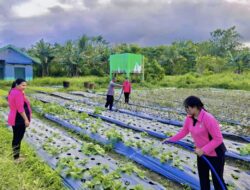 Polsek Babar Timur Terjun Bersama Petani Pantau Keadaan Tanaman, Dukung Program Ketahanan Pangan