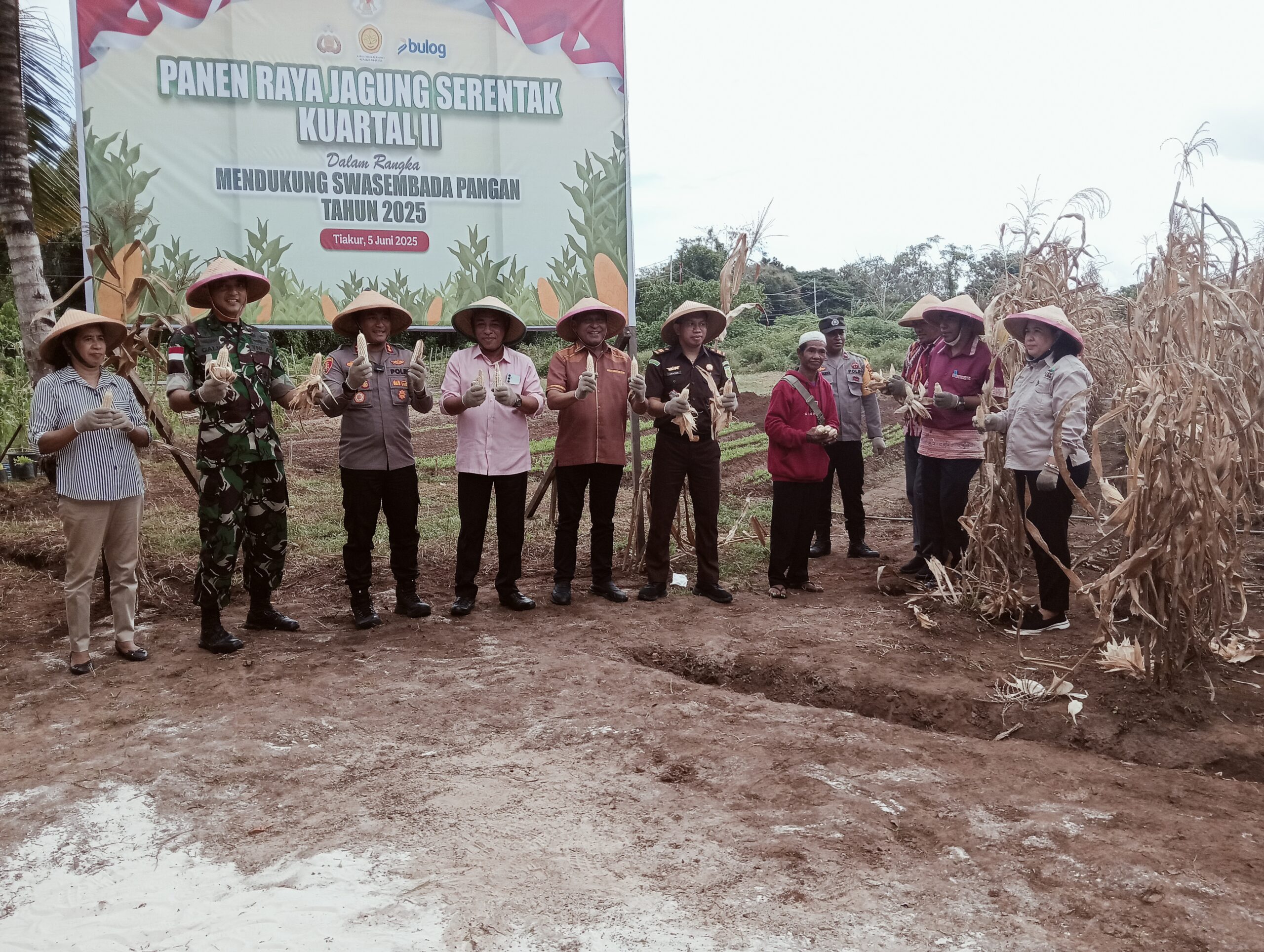 panen raya jagung