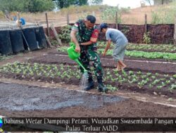 Babinsa Wetar Dampingi Petani, Wujudkan Swasembada Pangan di Pulau Terluar MBD