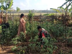 Babinsa Desa Wakarleli Dukung Swasembada Pangan Nasional Melalui Perawatan Sayuran