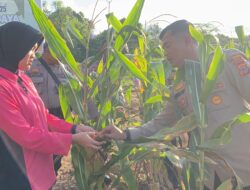 Panen Jagung Kwartal III, Polres MBD Sukseskan Program Asta Cita Ketahanan Pangan