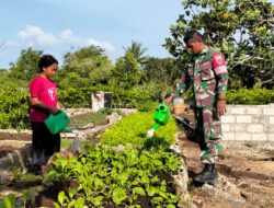 Babinsa Koramil 01/Tiakur, Bantu Warga Rawat Tanaman Sayuran