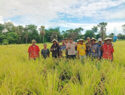 Babinsa Naumatang Jadiri Panen Raya, Dukung Ketahanan Pangan