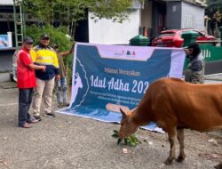 BKP-BTR Salurkan Hewan Kurban ke Wetar, Tiakur, dan Ambon, Perkuat Harmoni dengan Masyarakat
