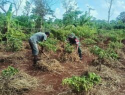 Babinsa -01/Tiakur Dampingi Warga pembersihan Lahan Kebun
