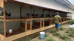 Rutan Ambon Kembangkan Budidaya 61 Ayam Petelur untuk Ketahanan Pangan dan Pembinaan Warga Binaan