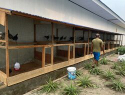 Rutan Ambon Kembangkan Budidaya 61 Ayam Petelur untuk Ketahanan Pangan dan Pembinaan Warga Binaan